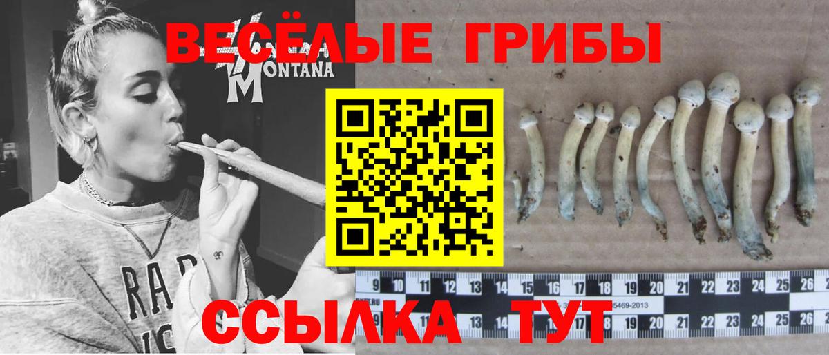 Псилоцибиновые грибы Psilocybe  Вход с VPN  Тимашёвск 